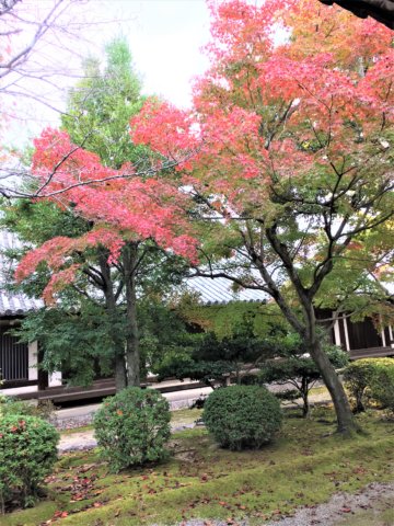 Horyuji in autumn red leaf