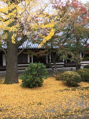 Horyuji in autumn yellow leaf