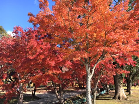 Yoshiki River in Ukigumo Enchi in Autumn