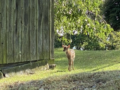 deer baby